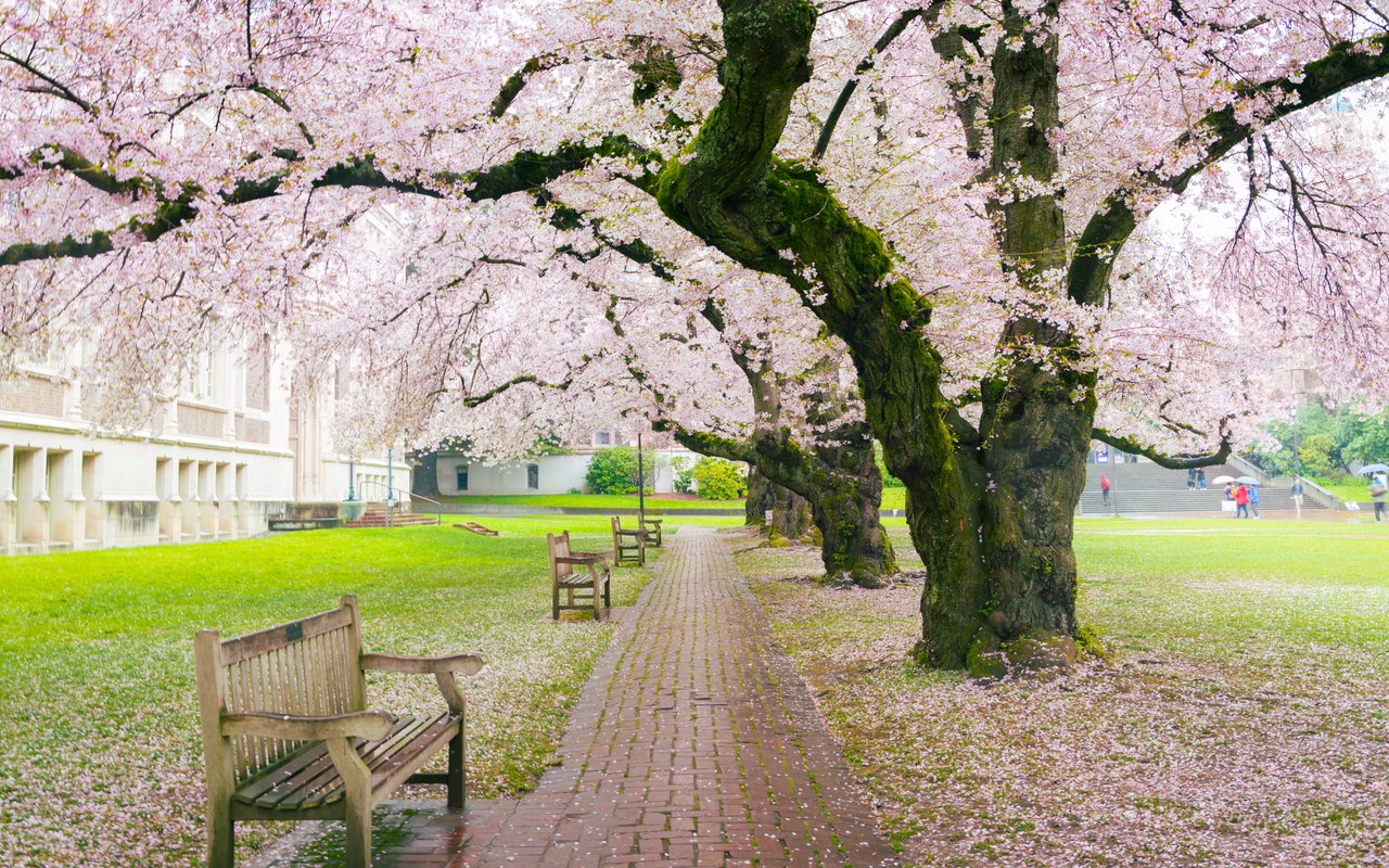 AWAYN IMAGE Explore Seattle University Gardens