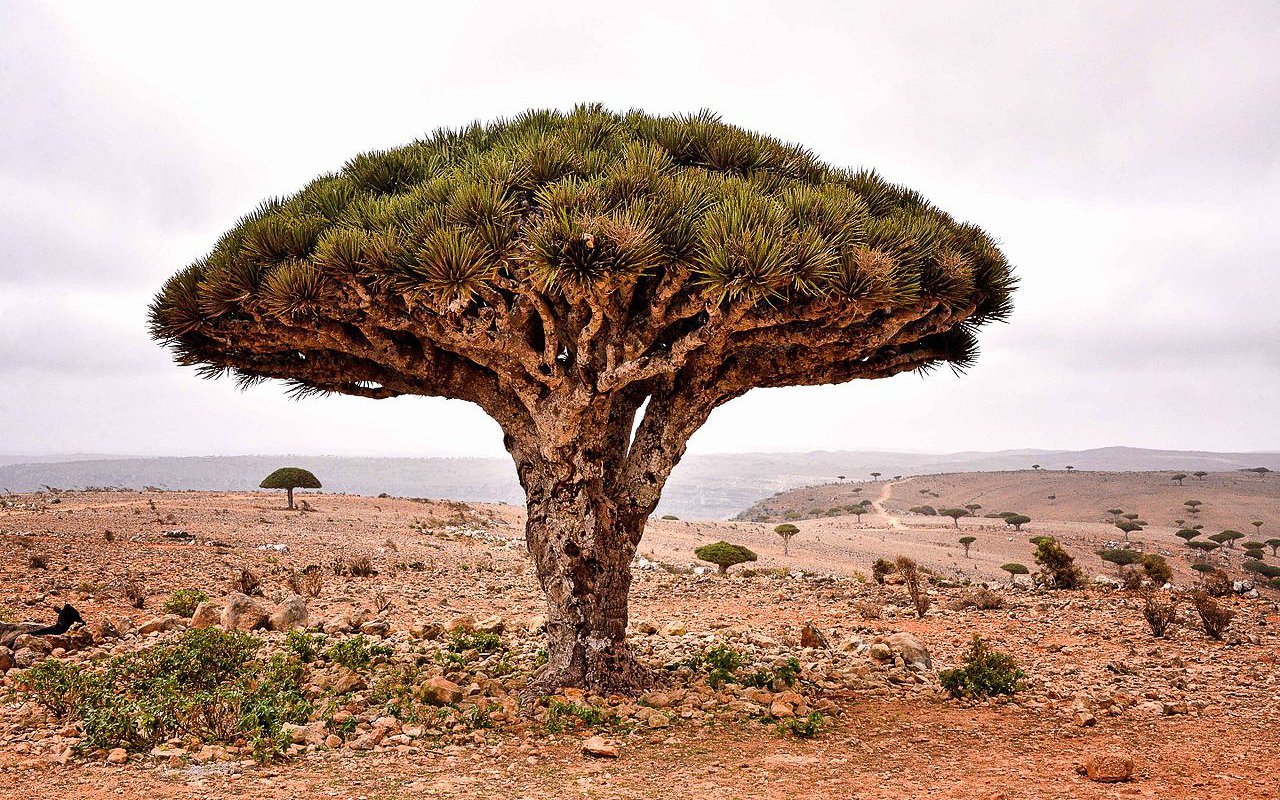 AWAYN IMAGE Diksam Plateau (Socotra Island)