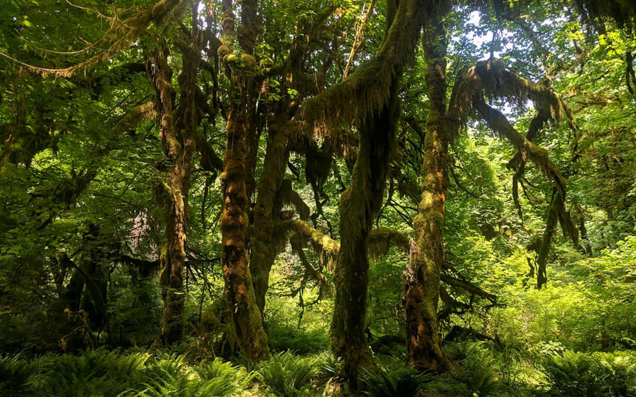 AWAYN IMAGE Hoh Rain Forest (Olympic National Park) : Hike