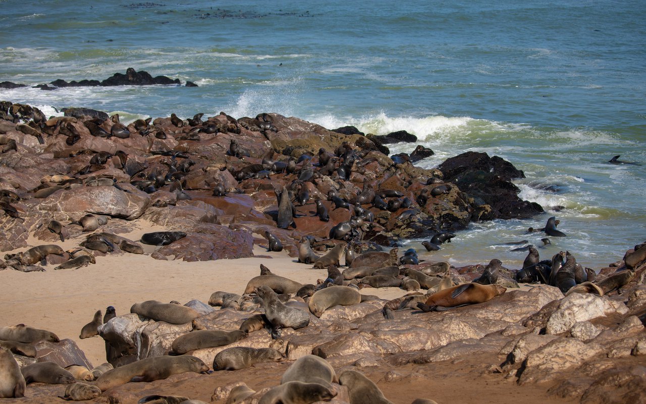 AWAYN IMAGE Cape Cross Seal Reserve